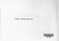 Metasphaeria helicicola image